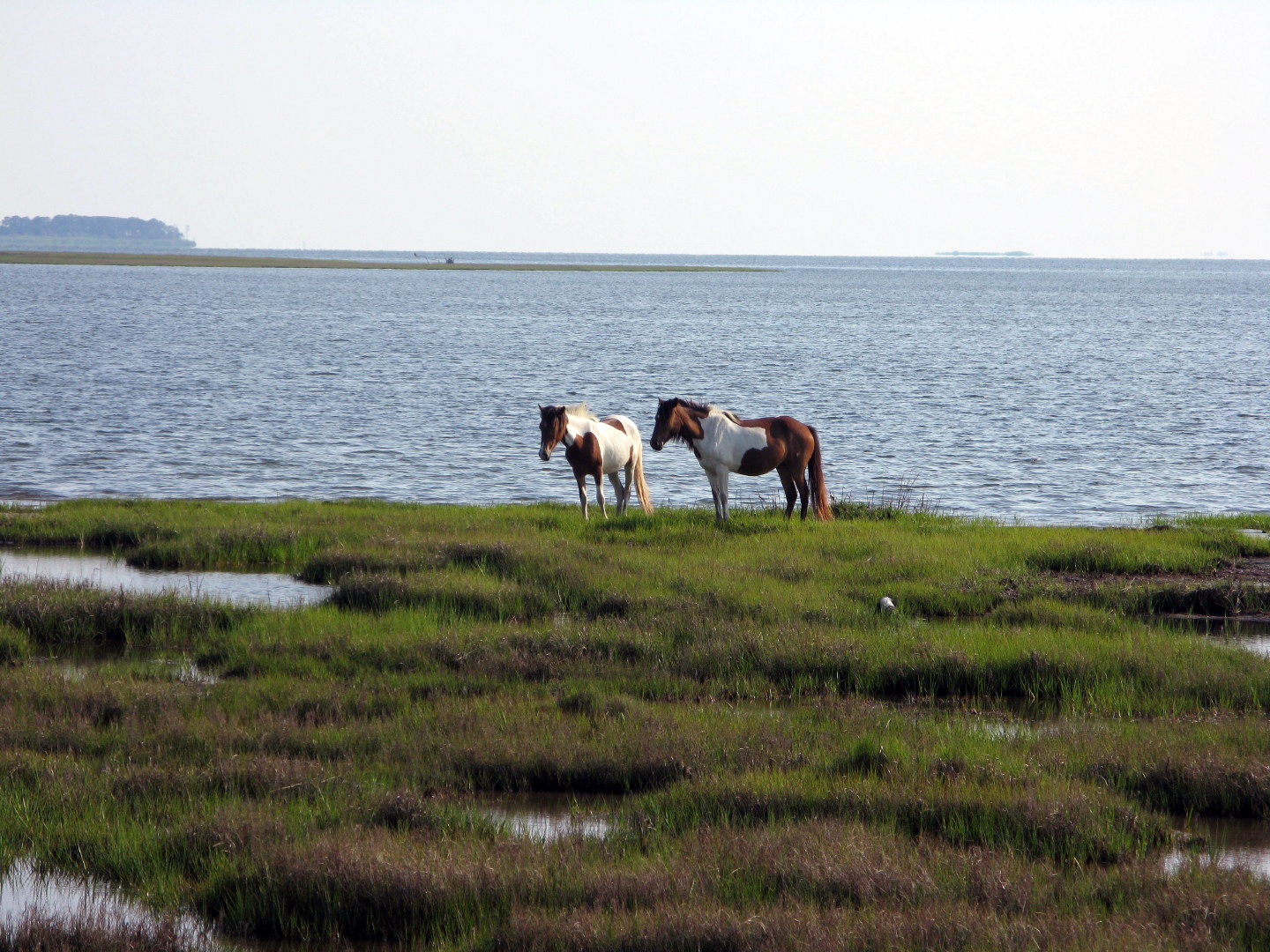 Assateague Island Vacation | 13-18 June 2014 | Mon, 16 Jun 2014 | 5:56:13 PM Assateague Island Vacation | 13-18 June 2014 | Mon, 16 Jun 2014 | 5:56:13 PM