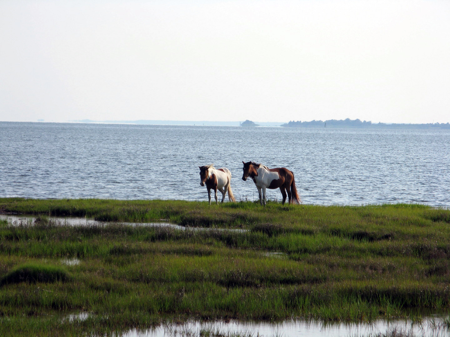 Assateague Island Vacation | 13-18 June 2014 | Mon, 16 Jun 2014 | 5:57:00 PM Assateague Island Vacation | 13-18 June 2014 | Mon, 16 Jun 2014 | 5:57:00 PM