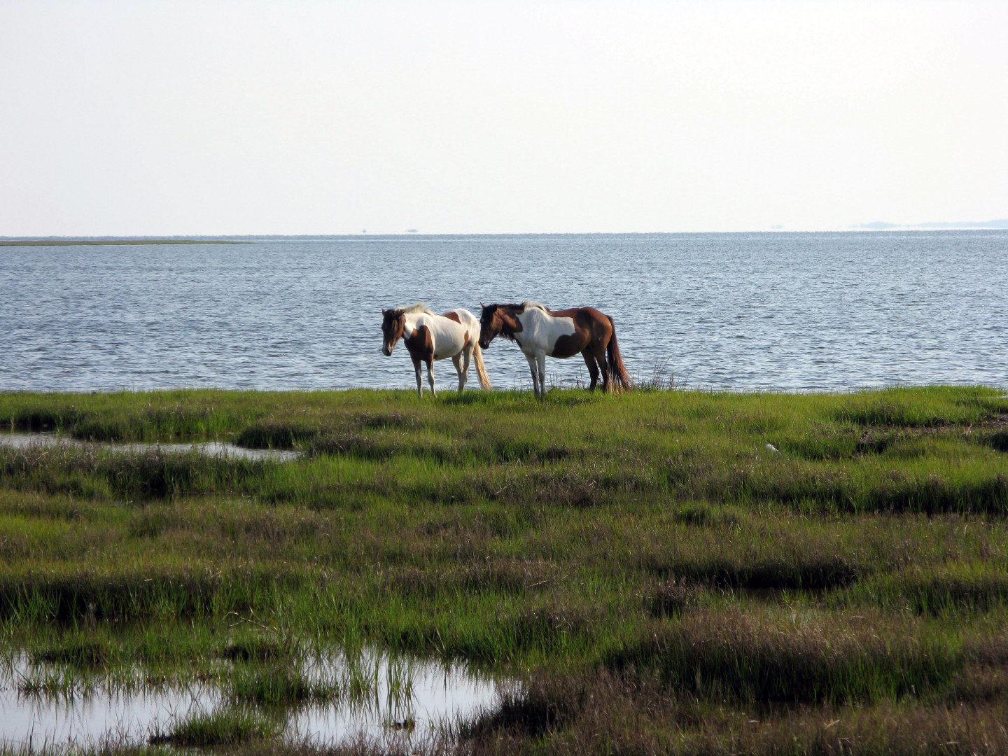 Assateague Island Vacation | 13-18 June 2014 | Mon, 16 Jun 2014 | 5:57:52 PM Assateague Island Vacation | 13-18 June 2014 | Mon, 16 Jun 2014 | 5:57:52 PM