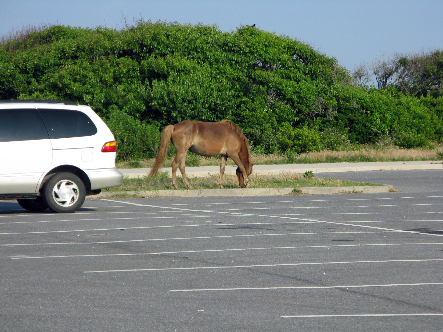 Assateague Island Vacation | 13-18 June 2014 | Mon, 16 Jun 2014 | 6:11:46 PM Assateague Island Vacation | 13-18 June 2014 | Mon, 16 Jun 2014 | 6:11:46 PM