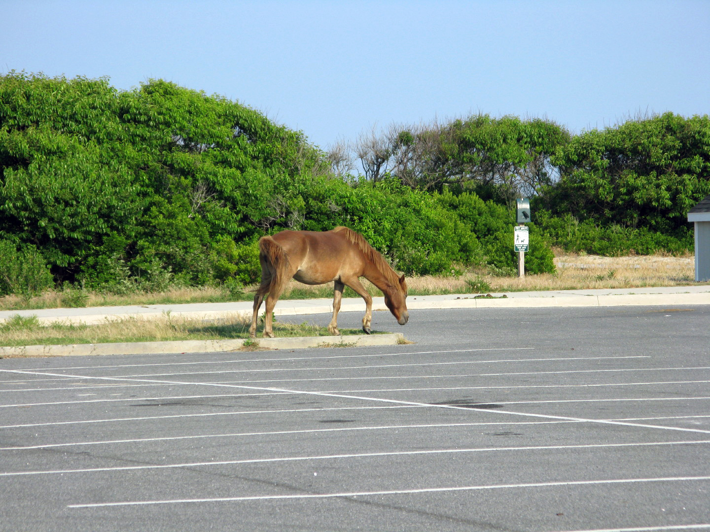 Assateague Island Vacation | 13-18 June 2014 | Mon, 16 Jun 2014 | 6:12:53 PM Assateague Island Vacation | 13-18 June 2014 | Mon, 16 Jun 2014 | 6:12:53 PM