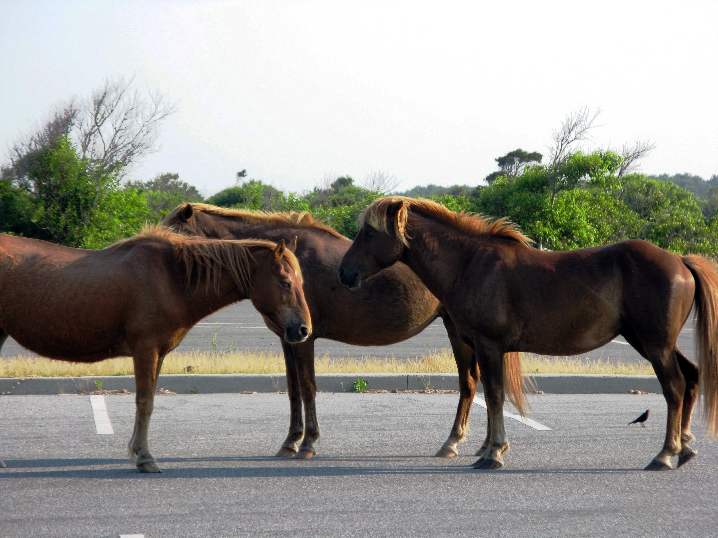 Assateague Island Vacation | 13-18 June 2014 | Mon, 16 Jun 2014 | 6:13:42 PM Assateague Island Vacation | 13-18 June 2014 | Mon, 16 Jun 2014 | 6:13:42 PM