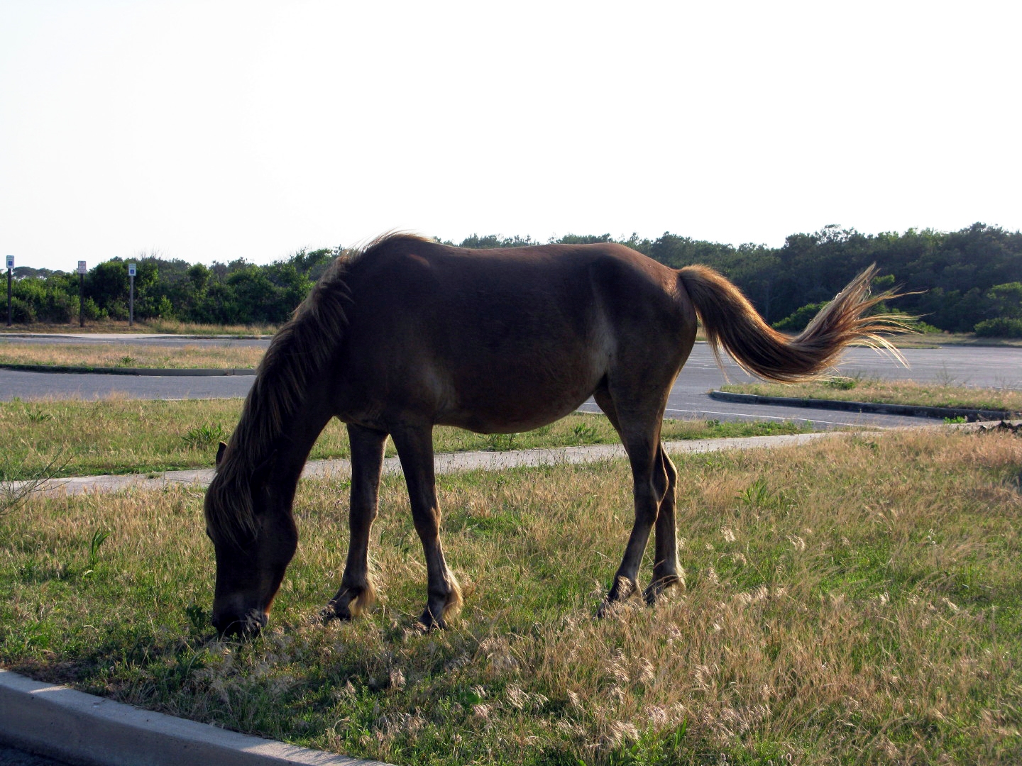 Assateague Island Vacation | 13-18 June 2014 | Mon, 16 Jun 2014 | 6:17:05 PM Assateague Island Vacation | 13-18 June 2014 | Mon, 16 Jun 2014 | 6:17:05 PM