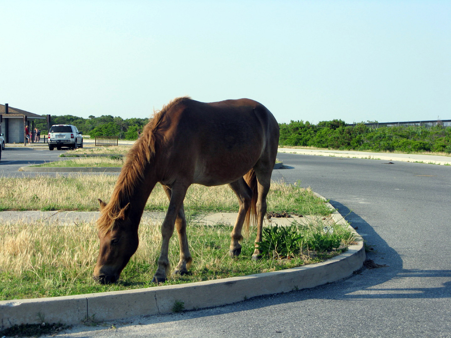 Assateague Island Vacation | 13-18 June 2014 | Mon, 16 Jun 2014 | 6:18:29 PM Assateague Island Vacation | 13-18 June 2014 | Mon, 16 Jun 2014 | 6:18:29 PM