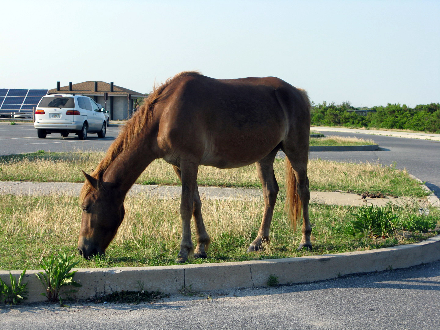 Assateague Island Vacation | 13-18 June 2014 | Mon, 16 Jun 2014 | 6:18:48 PM Assateague Island Vacation | 13-18 June 2014 | Mon, 16 Jun 2014 | 6:18:48 PM