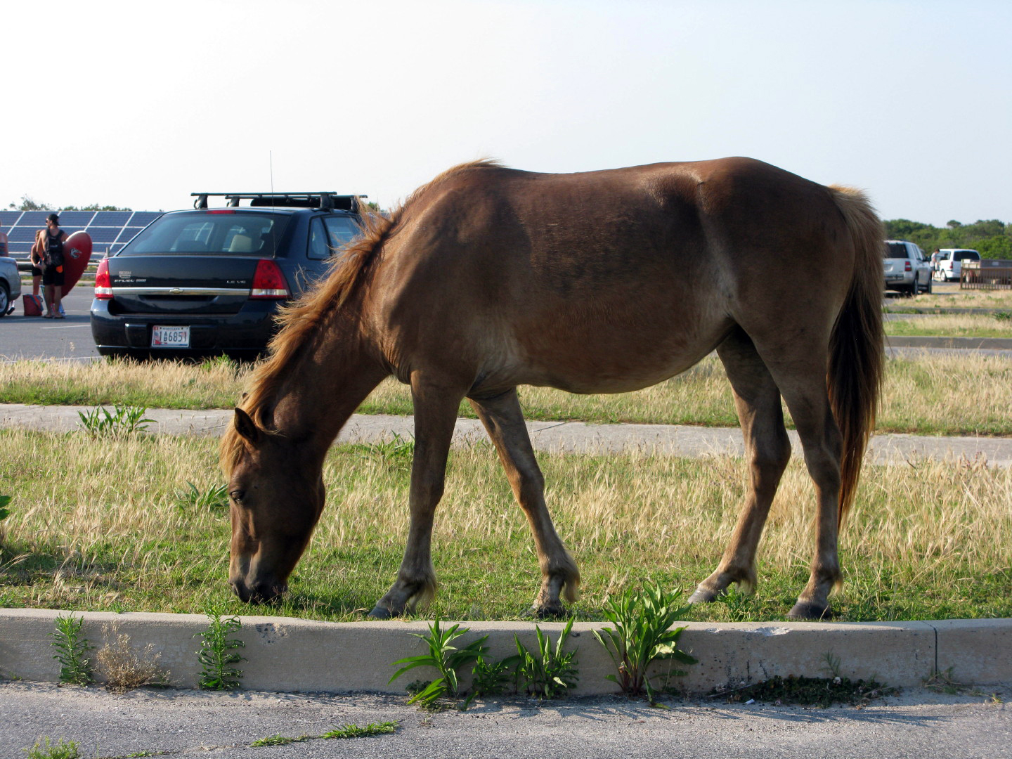 Assateague Island Vacation | 13-18 June 2014 | Mon, 16 Jun 2014 | 6:19:06 PM Assateague Island Vacation | 13-18 June 2014 | Mon, 16 Jun 2014 | 6:19:06 PM