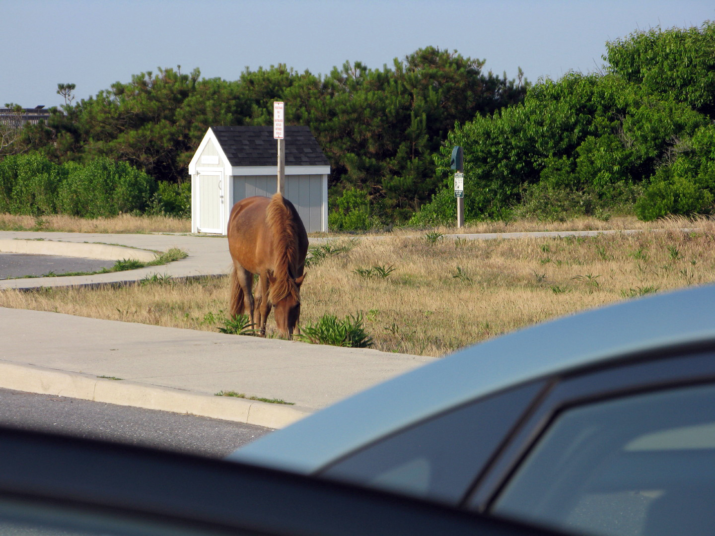 Assateague Island Vacation | 13-18 June 2014 | Mon, 16 Jun 2014 | 6:21:30 PM Assateague Island Vacation | 13-18 June 2014 | Mon, 16 Jun 2014 | 6:21:30 PM