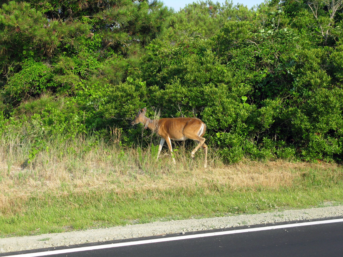 Assateague Island Vacation | 13-18 June 2014 | Mon, 16 Jun 2014 | 6:26:06 PM Assateague Island Vacation | 13-18 June 2014 | Mon, 16 Jun 2014 | 6:26:06 PM