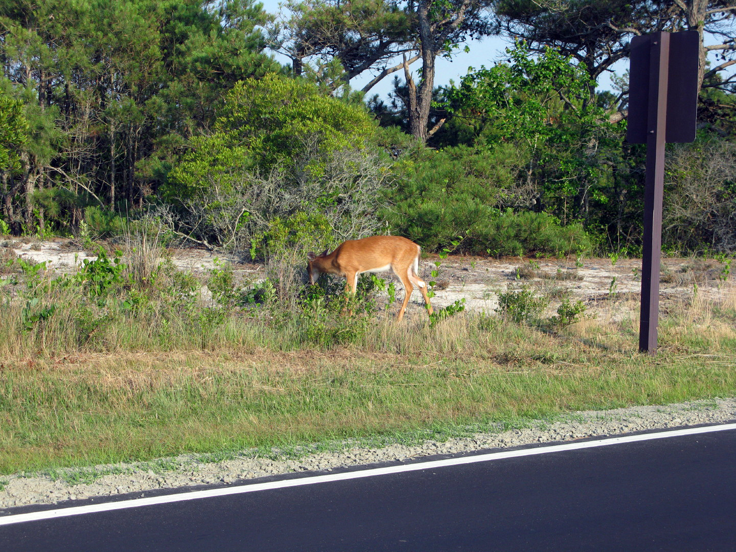 Assateague Island Vacation | 13-18 June 2014 | Mon, 16 Jun 2014 | 6:26:17 PM Assateague Island Vacation | 13-18 June 2014 | Mon, 16 Jun 2014 | 6:26:17 PM