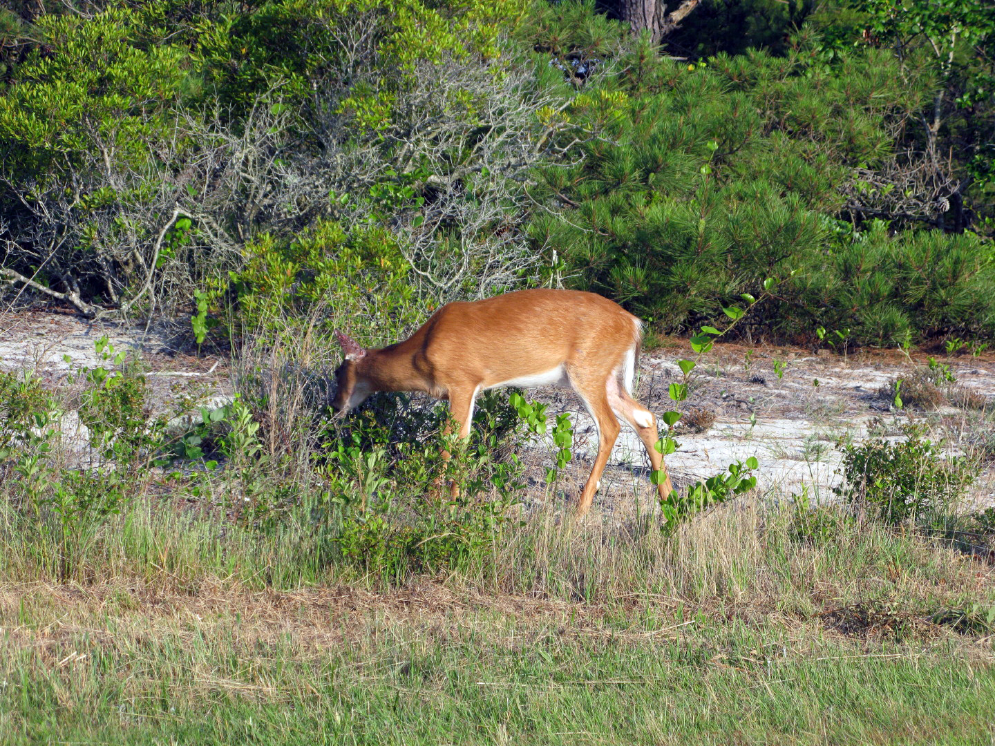Assateague Island Vacation | 13-18 June 2014 | Mon, 16 Jun 2014 | 6:26:24 PM Assateague Island Vacation | 13-18 June 2014 | Mon, 16 Jun 2014 | 6:26:24 PM