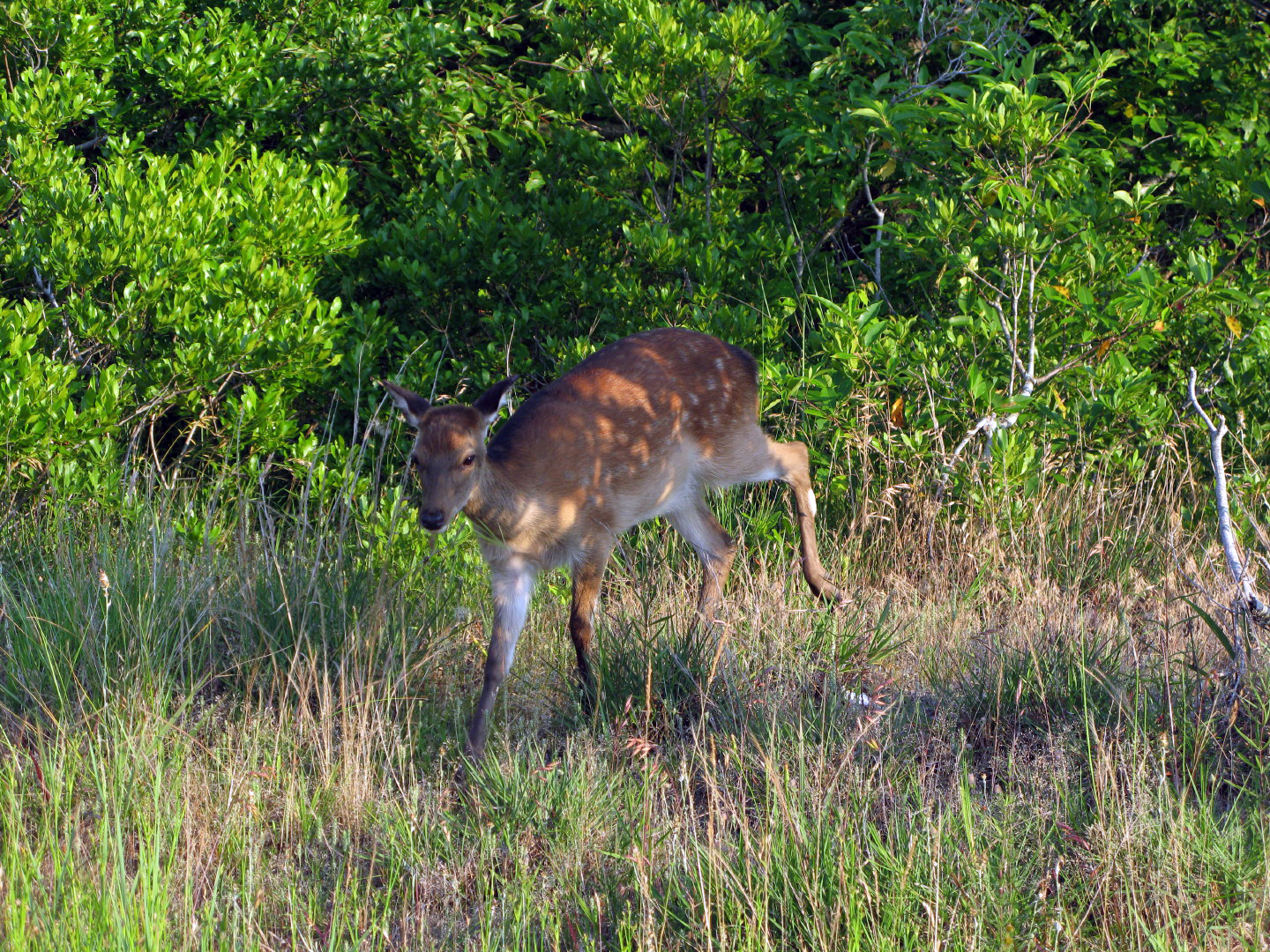 Assateague Island Vacation | 13-18 June 2014 | Mon, 16 Jun 2014 | 6:51:20 PM Assateague Island Vacation | 13-18 June 2014 | Mon, 16 Jun 2014 | 6:51:20 PM
