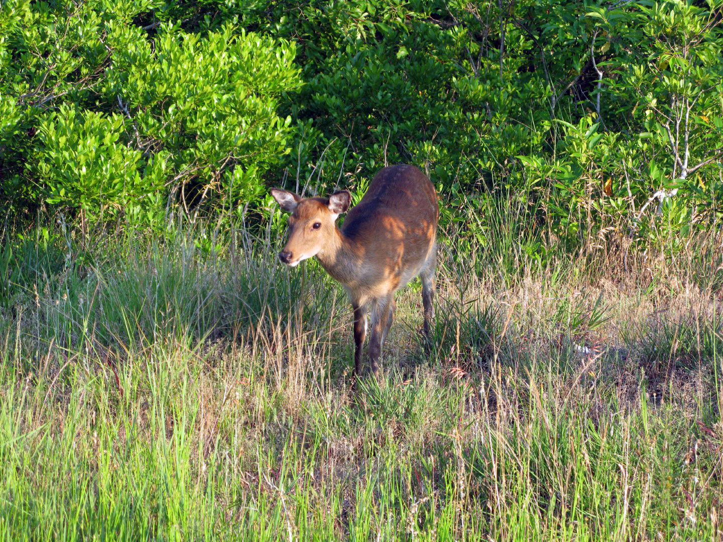 Assateague Island Vacation | 13-18 June 2014 | Mon, 16 Jun 2014 | 6:51:25 PM Assateague Island Vacation | 13-18 June 2014 | Mon, 16 Jun 2014 | 6:51:25 PM