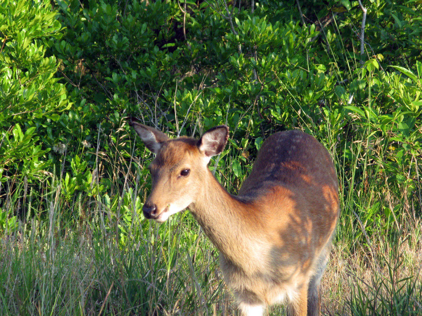 Assateague Island Vacation | 13-18 June 2014 | Mon, 16 Jun 2014 | 6:51:34 PM Assateague Island Vacation | 13-18 June 2014 | Mon, 16 Jun 2014 | 6:51:34 PM