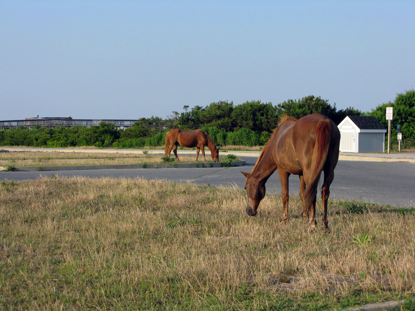 Assateague Island Vacation | 13-18 June 2014 | Mon, 16 Jun 2014 | 6:53:59 PM Assateague Island Vacation | 13-18 June 2014 | Mon, 16 Jun 2014 | 6:53:59 PM