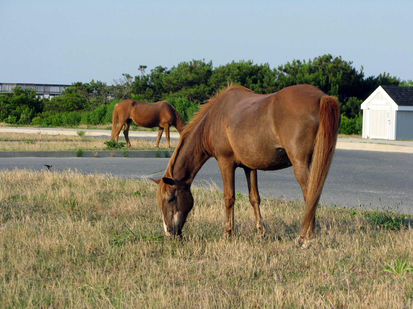Assateague Island Vacation | 13-18 June 2014 | Mon, 16 Jun 2014 | 6:54:09 PM Assateague Island Vacation | 13-18 June 2014 | Mon, 16 Jun 2014 | 6:54:09 PM