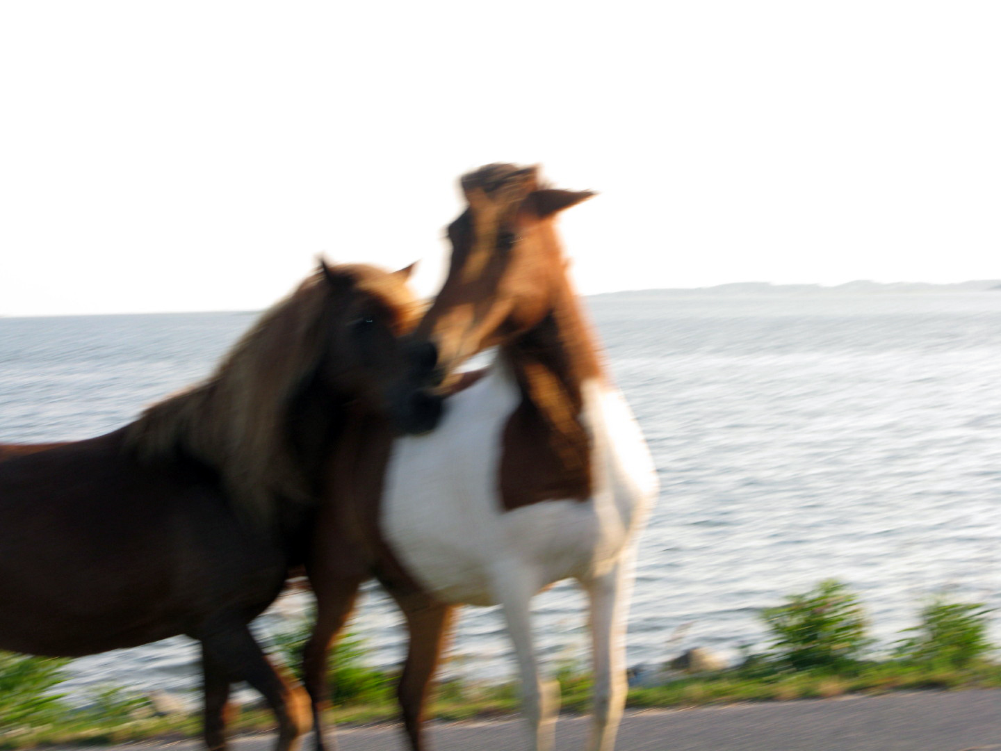 Assateague Island Vacation | 13-18 June 2014 | Mon, 16 Jun 2014 | 7:08:51 PM Assateague Island Vacation | 13-18 June 2014 | Mon, 16 Jun 2014 | 7:08:51 PM