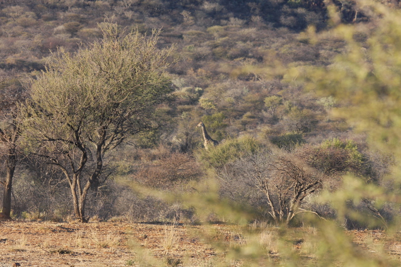 [512] 2016_06_22_02_09_04_Africa_Canon_EOS_40D_IMG__00020.jpg