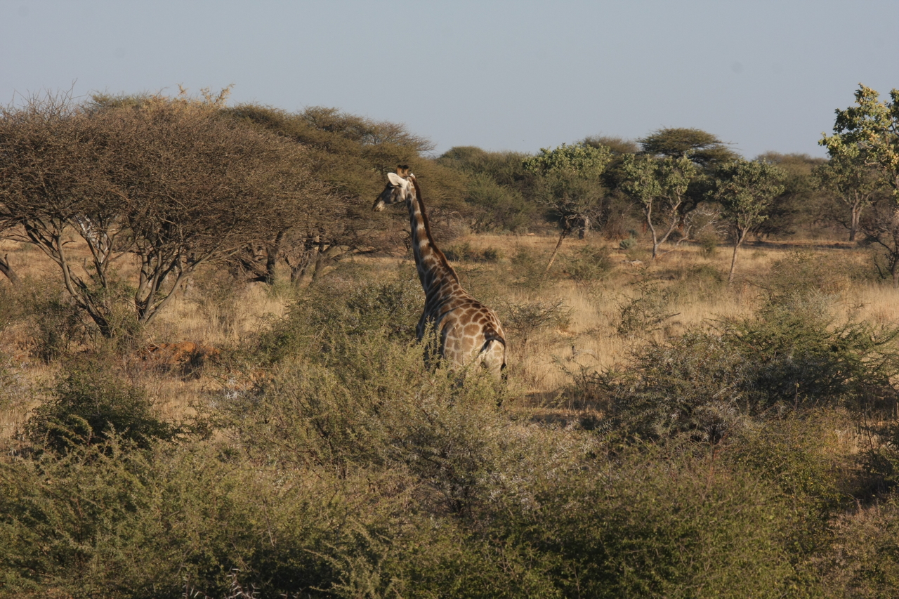 [538] 2016_06_22_02_14_41_Africa_Canon_EOS_40D_IMG__00028.jpg