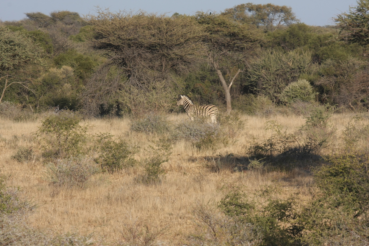 [548] 2016_06_22_02_15_13_Africa_Canon_EOS_40D_IMG__07478.jpg