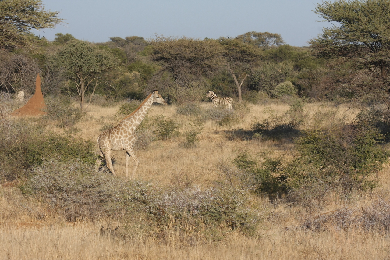 [550] 2016_06_22_02_15_24_Africa_Canon_EOS_40D_IMG__00014.jpg