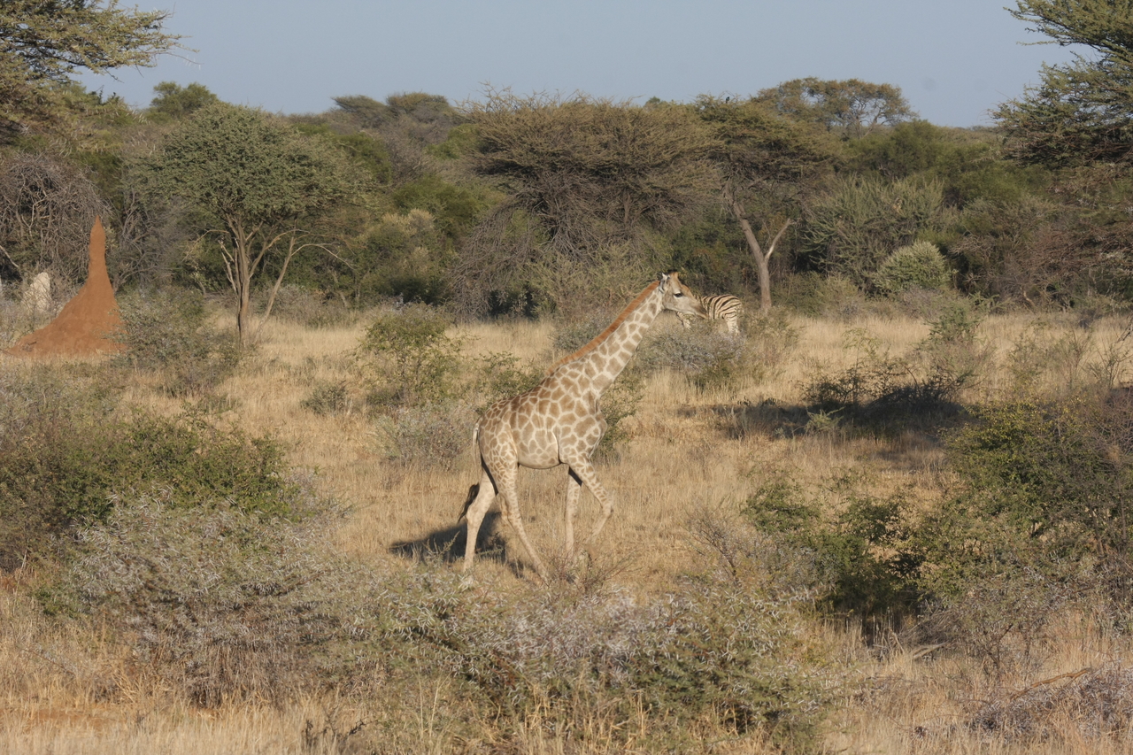 [556] 2016_06_22_02_15_26_Africa_Canon_EOS_40D_IMG__00034.jpg