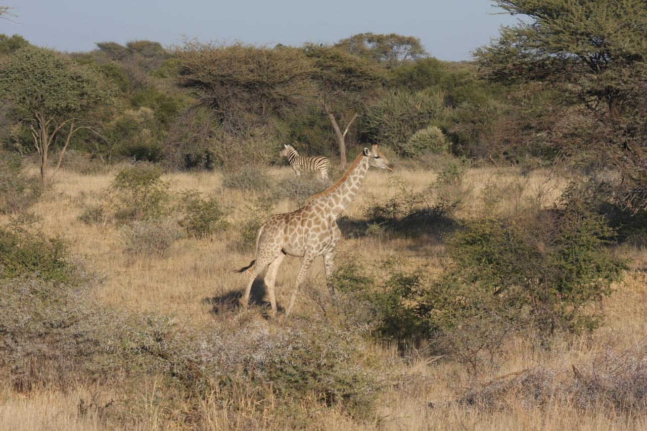 [562] 2016_06_22_02_15_28_Africa_Canon_EOS_40D_IMG__00036.jpg