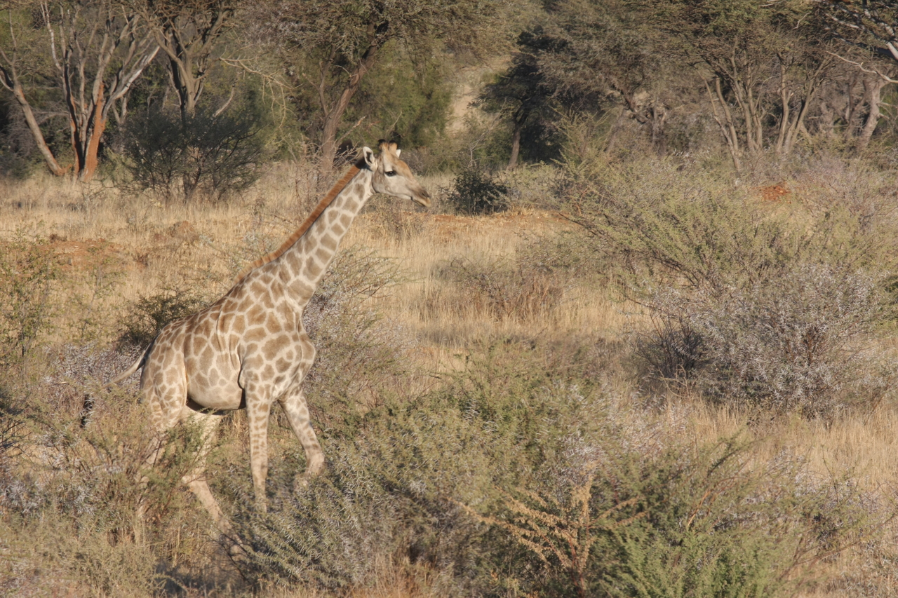 [568] 2016_06_22_02_15_40_Africa_Canon_EOS_40D_IMG__07484.jpg
