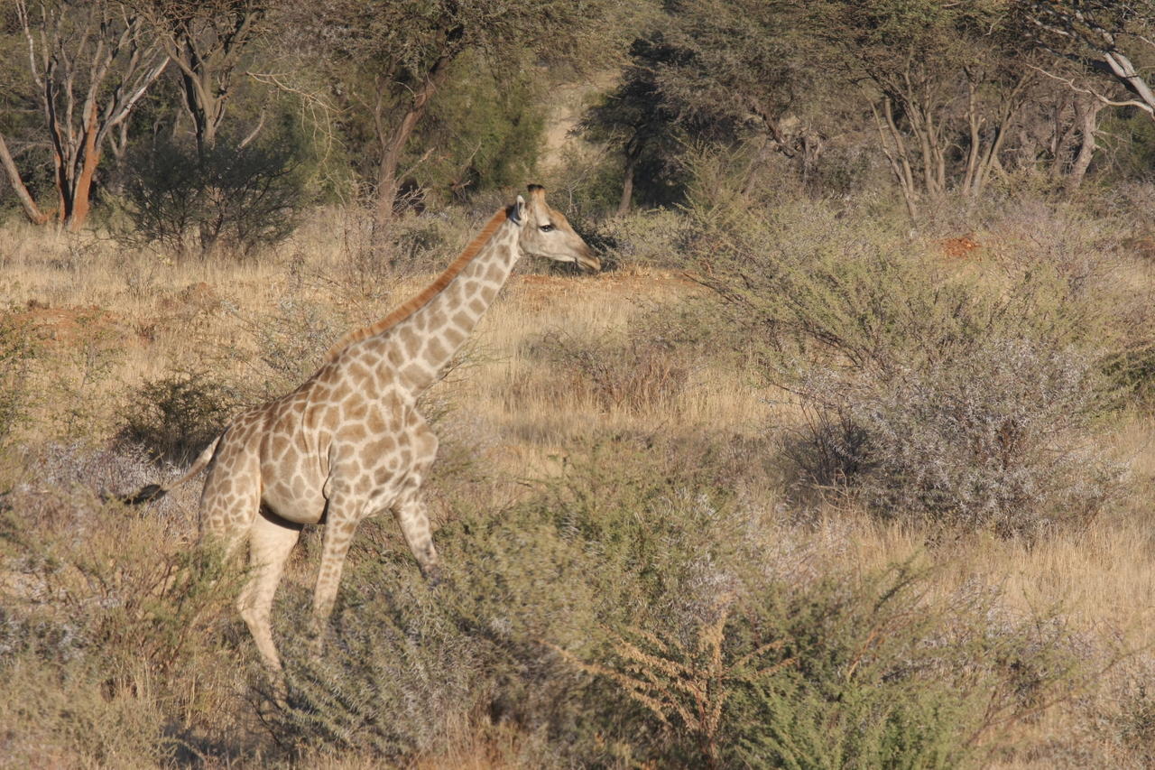 [569] 2016_06_22_02_15_40_Africa_Canon_EOS_40D_IMG__07485.jpg