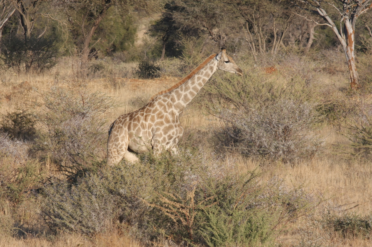 [572] 2016_06_22_02_15_41_Africa_Canon_EOS_40D_IMG__07486.jpg
