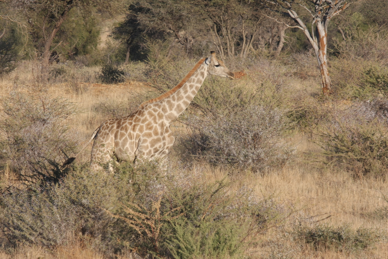 [573] 2016_06_22_02_15_42_Africa_Canon_EOS_40D_IMG__00021.jpg