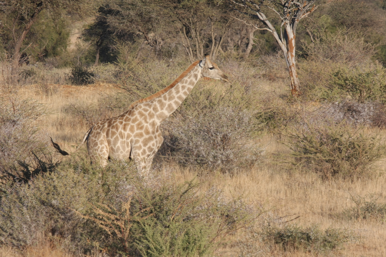 [574] 2016_06_22_02_15_42_Africa_Canon_EOS_40D_IMG__00022.jpg