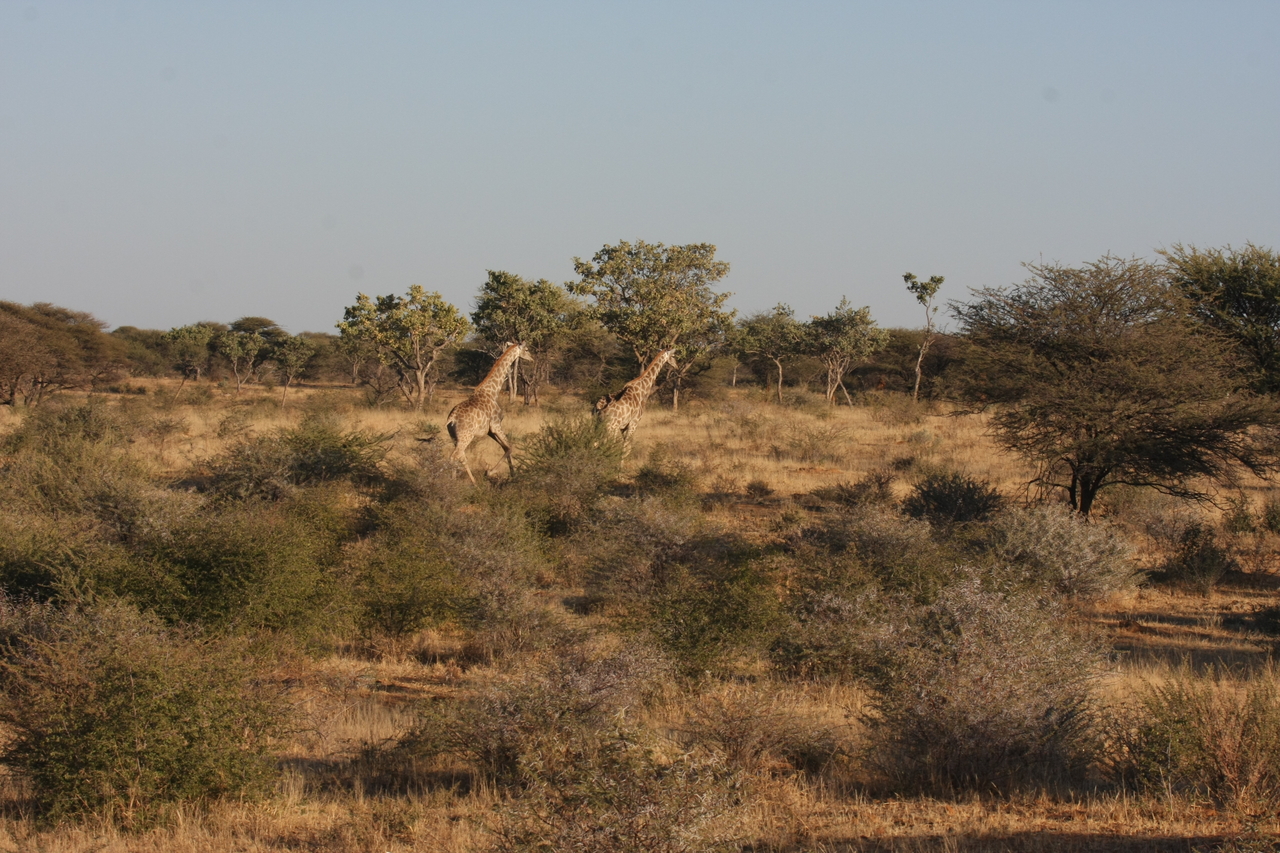 [596] 2016_06_22_02_16_27_Africa_Canon_EOS_40D_IMG__00046.jpg