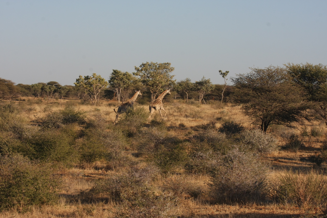 [600] 2016_06_22_02_16_27_Africa_Canon_EOS_40D_IMG__07494.jpg