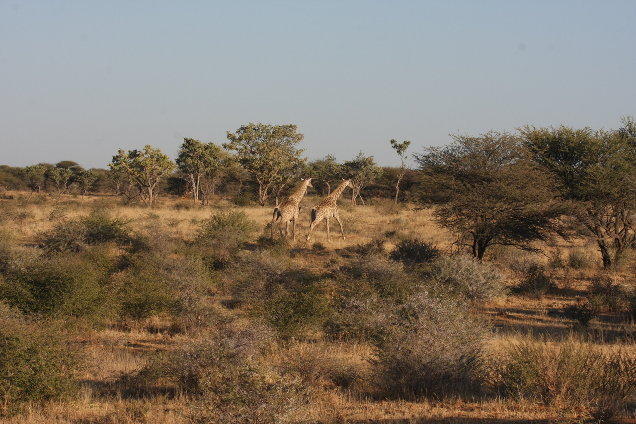 [602] 2016_06_22_02_16_28_Africa_Canon_EOS_40D_IMG__00030.jpg