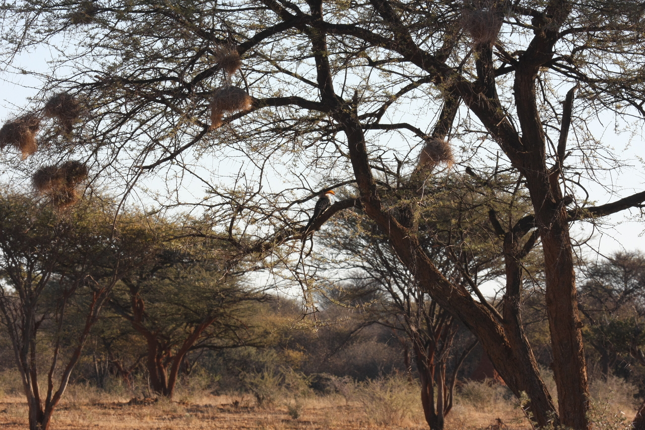 [646] 2016_06_22_02_23_09_Africa_Canon_EOS_40D_IMG__00062.jpg