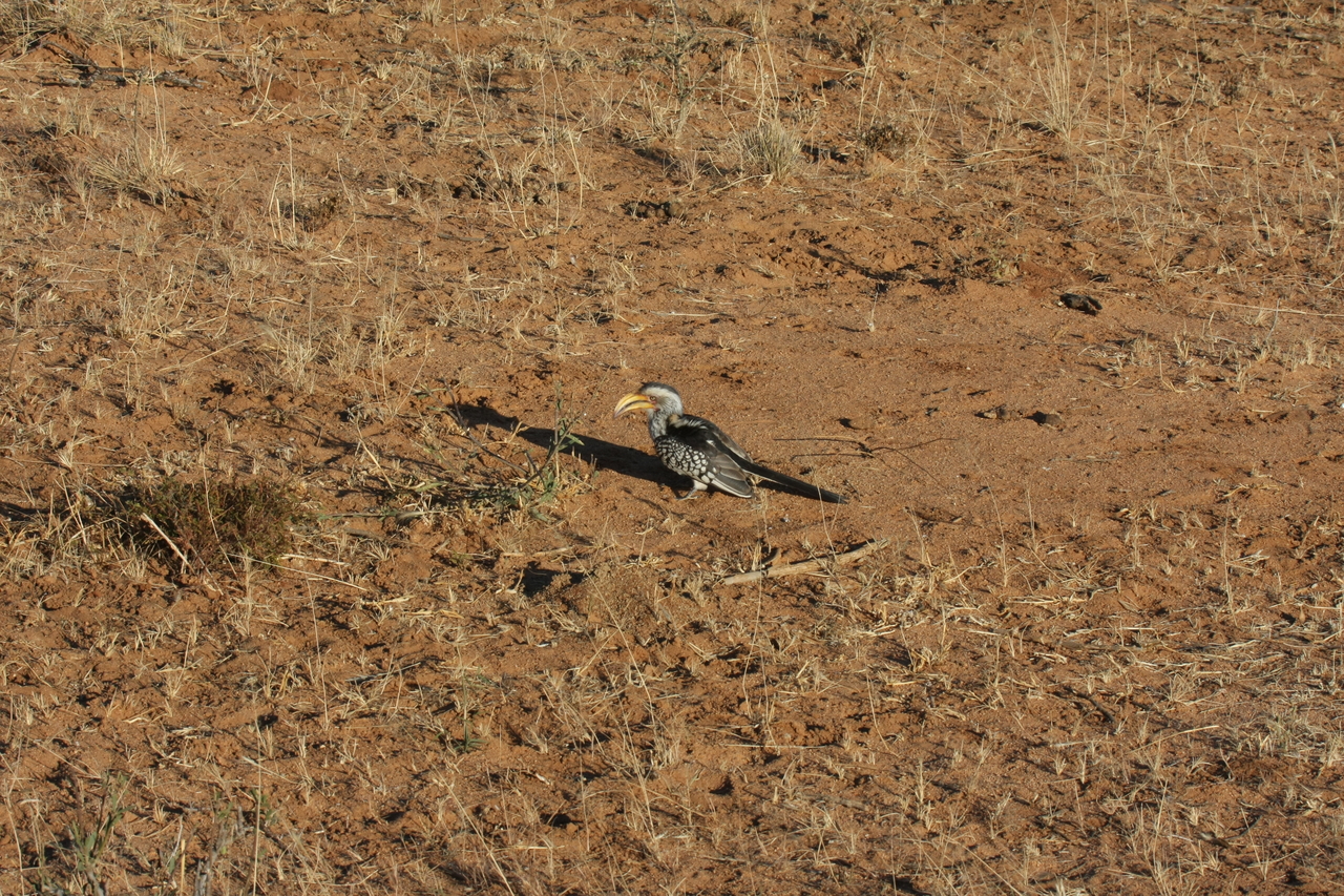 [655] 2016_06_22_02_25_34_Africa_Canon_EOS_40D_IMG__00064.jpg