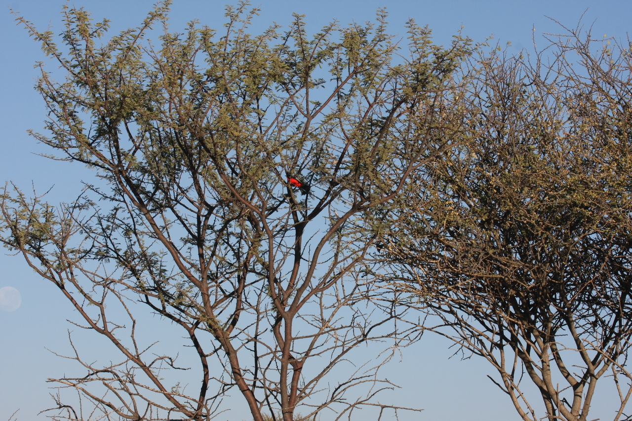 [661] 2016_06_22_02_25_40_Africa_Canon_EOS_40D_IMG__07513.jpg