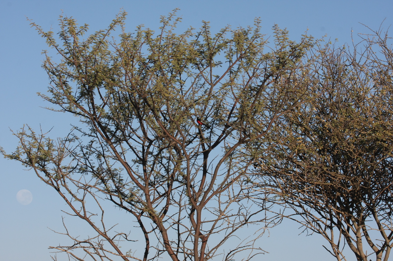 [662] 2016_06_22_02_25_41_Africa_Canon_EOS_40D_IMG__00048.jpg