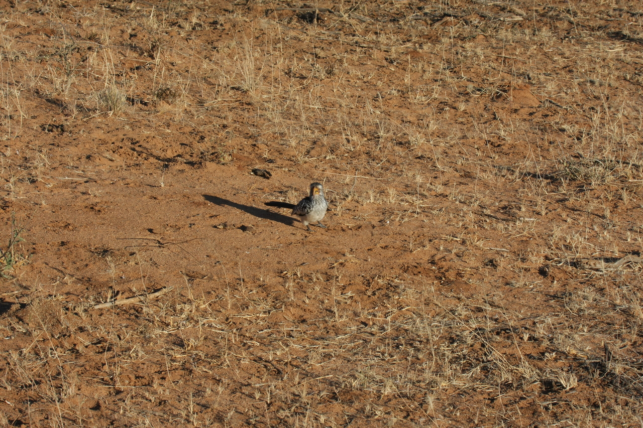 [666] 2016_06_22_02_25_49_Africa_Canon_EOS_40D_IMG__00068.jpg