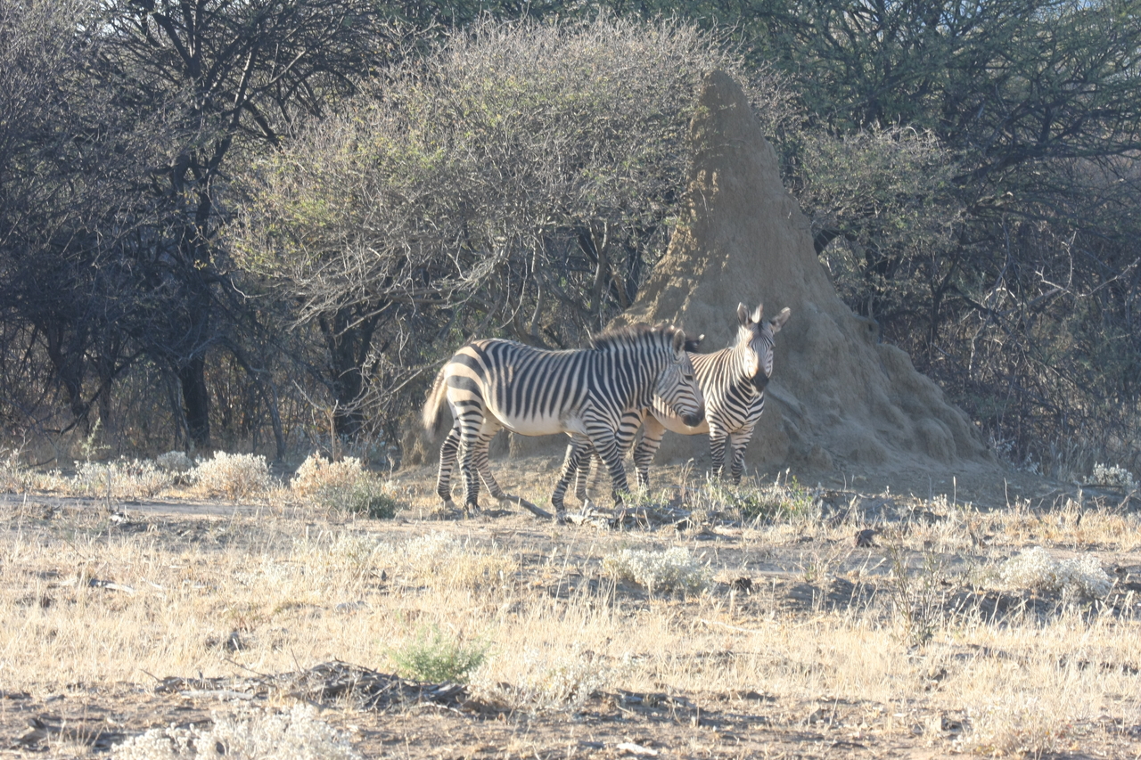 [697] 2016_06_22_02_32_40_Africa_Canon_EOS_40D_IMG__07519.jpg