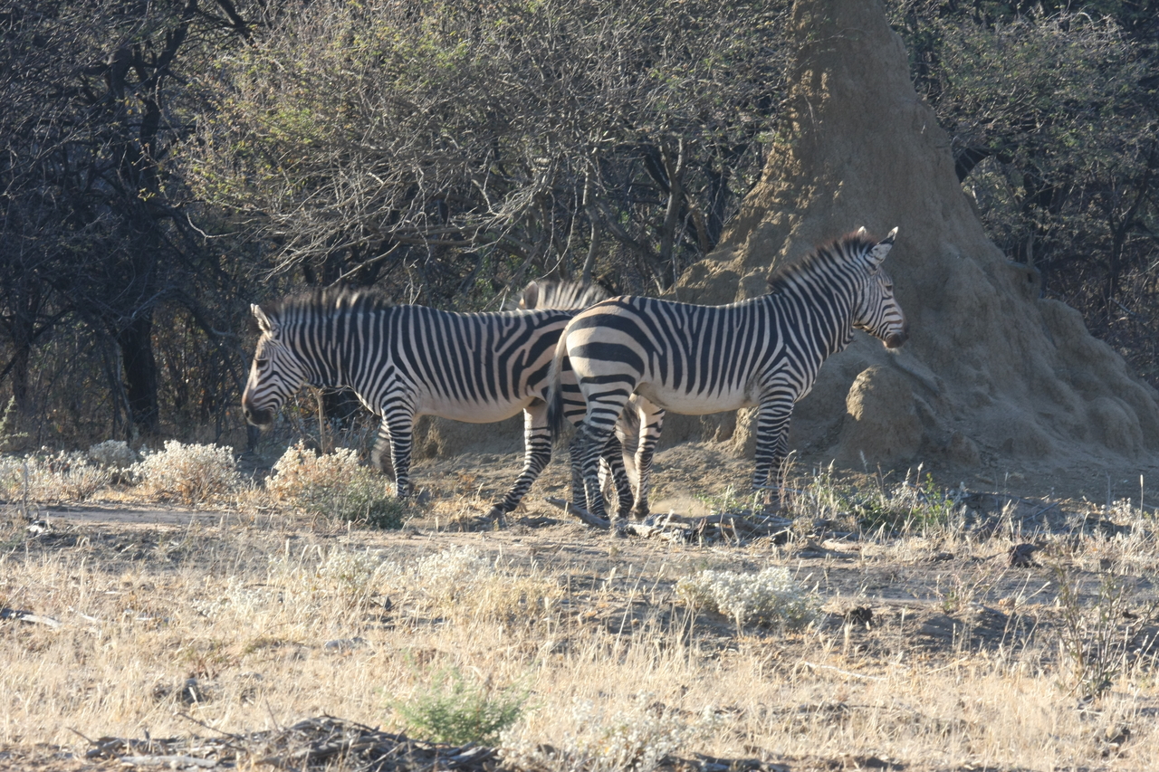 [704] 2016_06_22_02_32_50_Africa_Canon_EOS_40D_IMG__00056.jpg