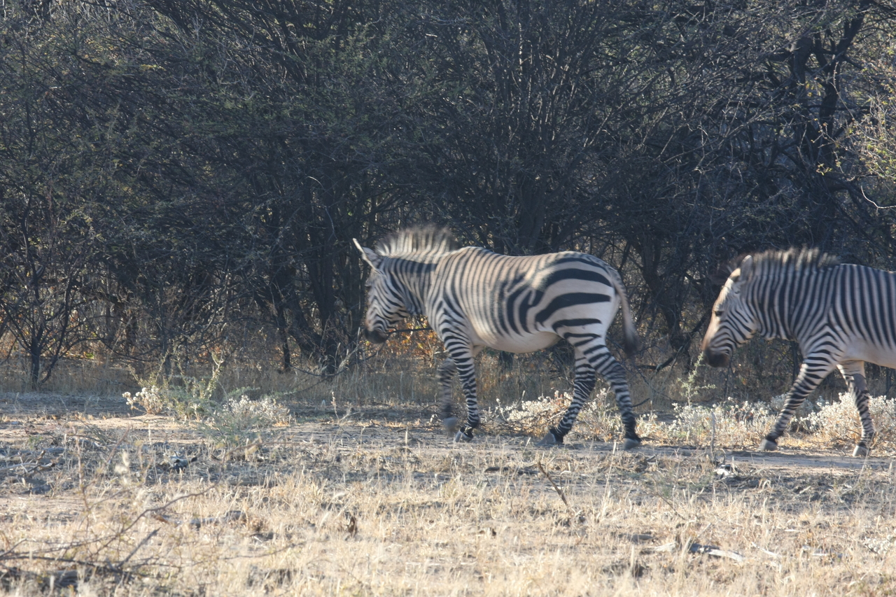 [716] 2016_06_22_02_32_53_Africa_Canon_EOS_40D_IMG__00060.jpg