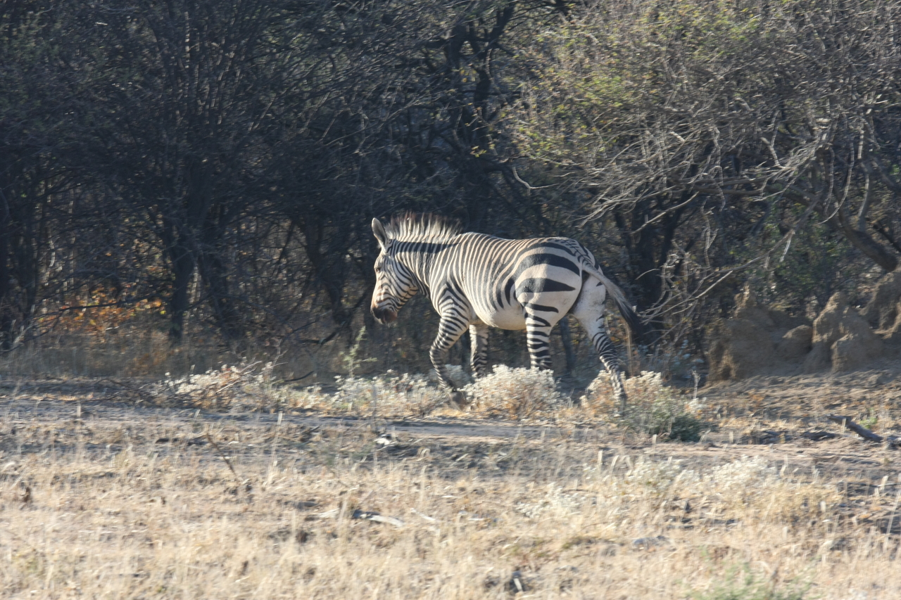 [719] 2016_06_22_02_33_02_Africa_Canon_EOS_40D_IMG__00061.jpg