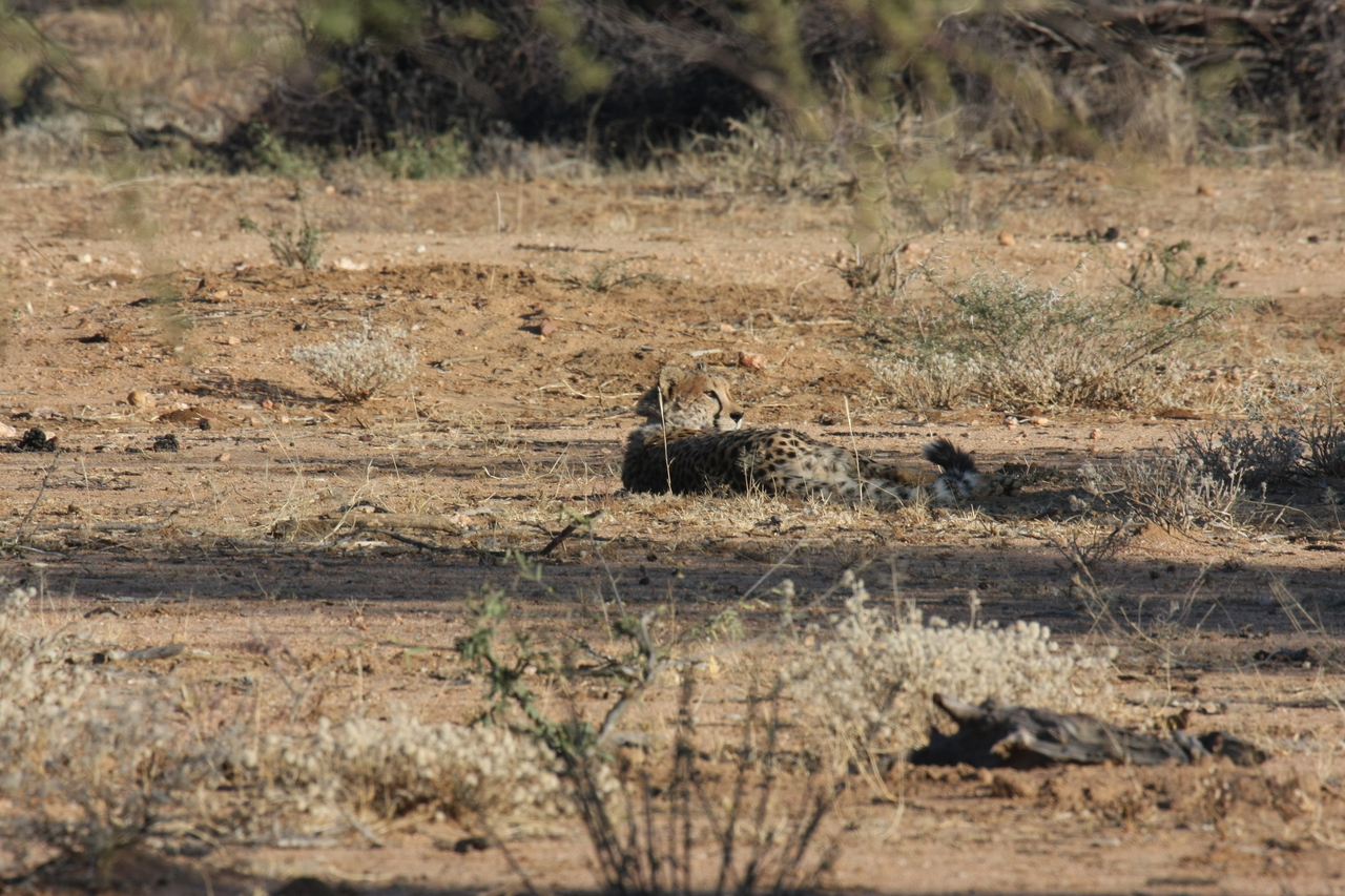 [731] 2016_06_22_02_43_16_Africa_Canon_EOS_40D_IMG__00065.jpg