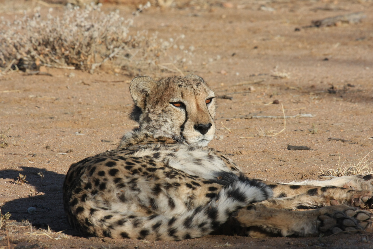 [806] 2016_06_22_02_46_05_Africa_Canon_EOS_40D_IMG__00109.jpg