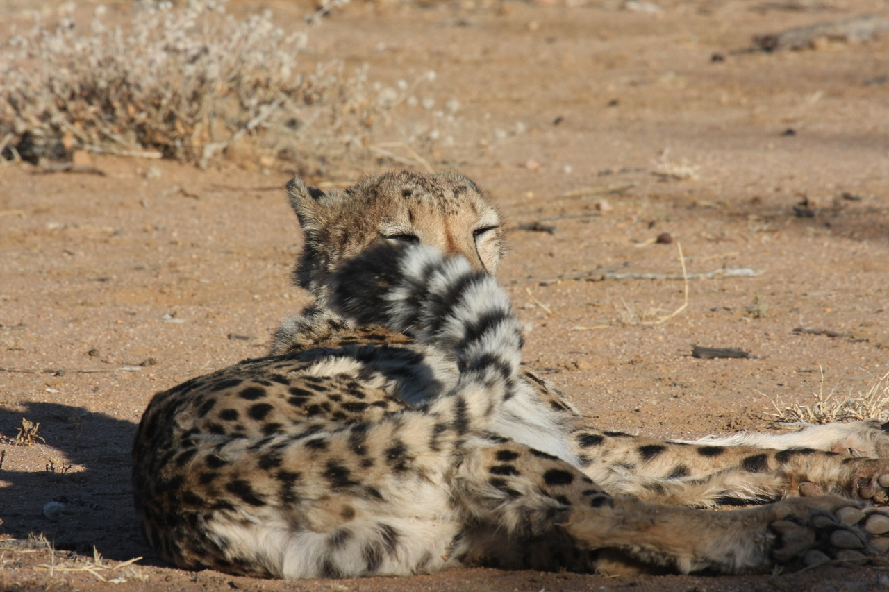 [834] 2016_06_22_02_46_15_Africa_Canon_EOS_40D_IMG__00118.jpg