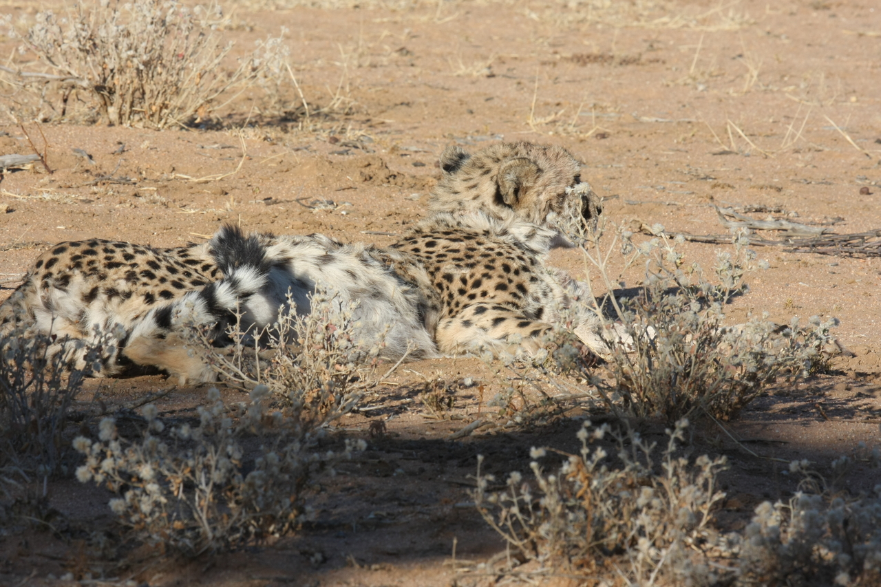 [887] 2016_06_22_02_47_41_Africa_Canon_EOS_40D_IMG__00117.jpg