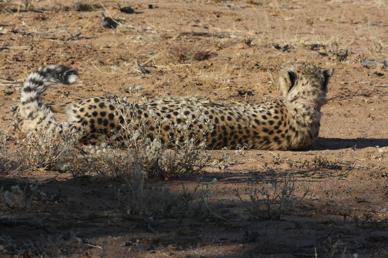 [891] 2016_06_22_02_48_01_Africa_Canon_EOS_40D_IMG__00137.jpg