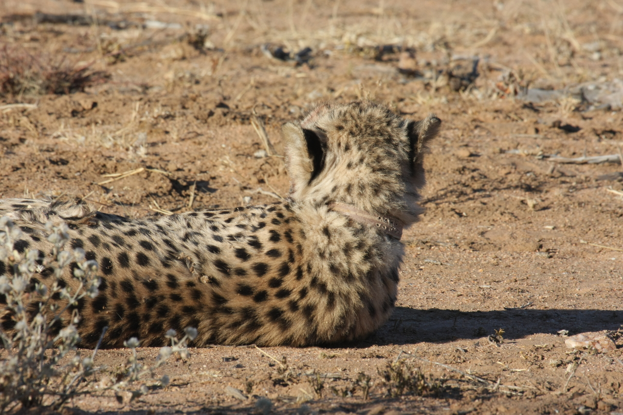 [896] 2016_06_22_02_48_09_Africa_Canon_EOS_40D_IMG__00120.jpg