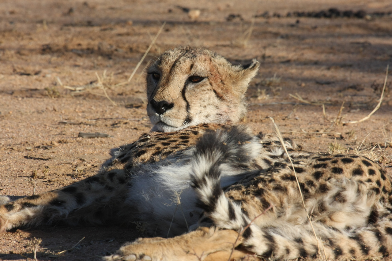 [913] 2016_06_22_02_48_47_Africa_Canon_EOS_40D_IMG__07589.jpg